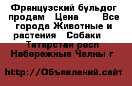 Французский бульдог продам › Цена ­ 1 - Все города Животные и растения » Собаки   . Татарстан респ.,Набережные Челны г.